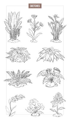 a set of hand drawn flowers and plants in black and white, with the words sketchies