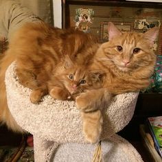 two orange cats laying on top of a cat bed