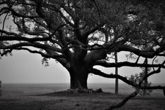 a black and white photo of a large tree