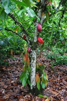 a tree that has some kind of fruit on it's trunk in the woods