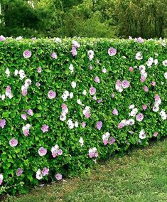 a hedge with pink and white flowers growing on it's sides in the grass