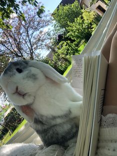 a white and gray rabbit sitting next to an open book