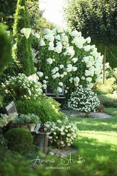 white flowers are growing in the middle of a garden area with green grass and bushes