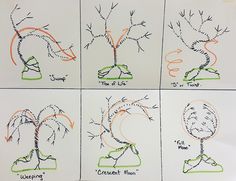 four drawings depicting different stages of growing trees