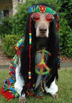 a dog with long black hair and sunglasses on it's head sitting in the grass