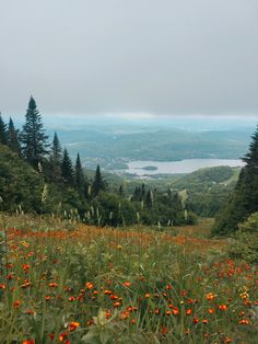 an open field with lots of flowers and trees in the background, overlooking a lake