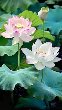 two pink water lilies are blooming in the middle of some green leaves and flowers