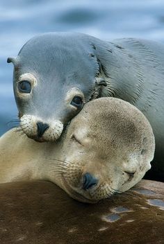 two baby sea lions cuddle on the back of an adult seal