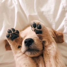 a dog laying on its back with it's paws in the air