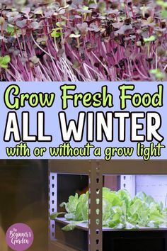 an image of some plants growing in a grower with text overlay that reads, grow fresh food all winter with or without a grow light