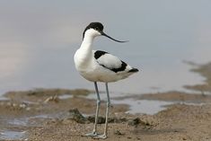 a black and white bird is standing on the beach