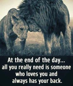 two lions with the caption at the end of the day all you really need is someone who loves you and always has your back