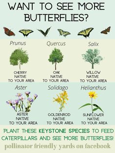 the food forest for caterpillars is shown in green and blue colors, with butterflies