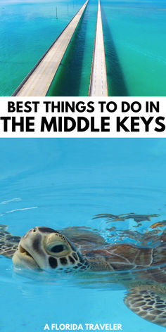 the best things to do in the middle keys, florida travel guide with images of sea turtles