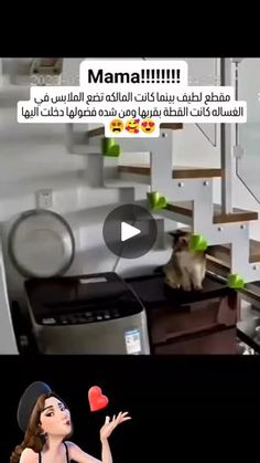 1.1K views · 10K reactions | 😍🥰🥰
#قطط #قطط_جميله #قطط_كيوت #قطط_صغيرة #قطط_جميلة #قطط_صغيره #قطط_شيرازيه #makeupartist #makeup #makeuptutorial #hair #cats_of_world #haircolor #catsofinstagram #cats🐱  #دعم_مصممين #دعم_حسابات #دعم #مكياج #مكياج_عيون #مكياج_ناعم #catlover #catlove #cats_of_instagram #catloversclub #catlovers #catholic #catolicos | ‌𓆪سولار علام||𓆩SOLAR ALLAM