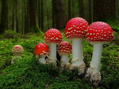 a group of mushrooms sitting on top of a lush green forest covered in grass with a thought bubble above them