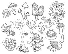 the various types of mushrooms are drawn in black and white on a white paper background