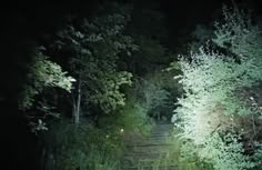 an image of a path in the woods at night