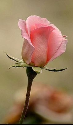 a single pink rose bud with water droplets on it's petals, in front of a blurry background