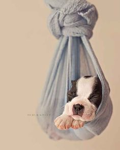 a black and white dog laying in a hammock with his head sticking out