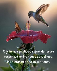 a hummingbird feeding on a flower with a caption that reads, o jeeto mais pratio de aprender sob sombre sob repre resepito, e lennar que es es es es es desolados