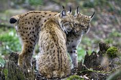 two cats standing next to each other in the woods