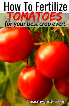 tomatoes growing on the vine with text overlay how to fertilize tomatoes for your best crop ever