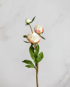 two white flowers with green leaves in front of a marble wall and gray flooring