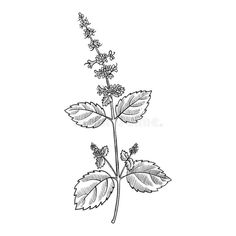 a plant with leaves and flowers on a white background royalty illustration for coloring book pages