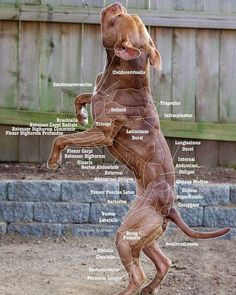 a brown dog standing on its hind legs in front of a wooden fence with words written below it