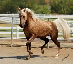 a brown horse running in an enclosed area