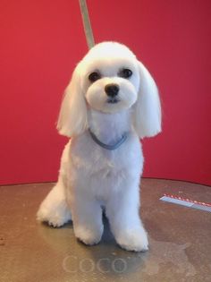 a small white dog sitting on top of a table