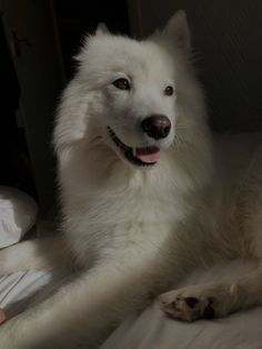 a large white dog laying on top of a bed next to a person's hand