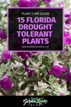 purple flowers with the title plant care guide for florida drogght tolerant plants