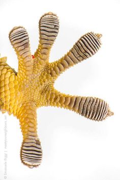 a yellow and black striped starfish in the water with it's tail curled up