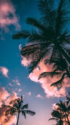 palm trees against a blue sky with clouds in the foreground and sun setting behind them