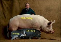 a man standing next to a pig and another pig laying on top of each other