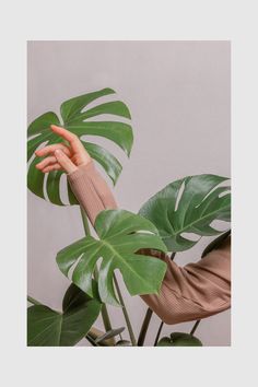 a person reaching for a plant with their hand