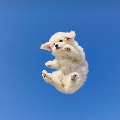 a white puppy jumping in the air with its paws up and his head tilted to the side