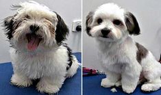 two pictures of a small dog sitting on top of a blue table next to a hair dryer