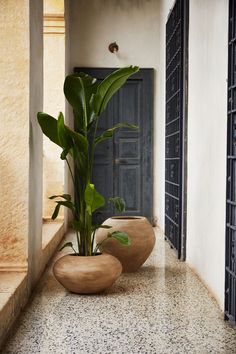 a plant in a vase on the ground next to a door and window sill