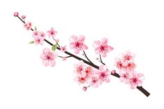 a branch with pink flowers on it