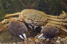 three crabs are eating food out of the ground in front of bamboo sticks and rocks