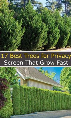 the best trees for privacy and screen that grow fast