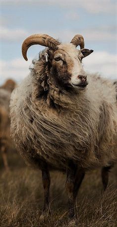 an animal with long horns standing in the grass