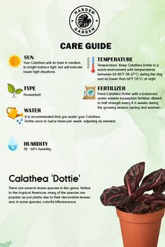 an info sheet describing the different types of plants and how to care them for it