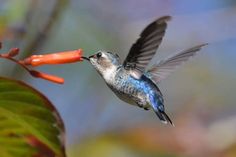 Bee Hummingbird Flight Patterns, Bird Facts, Bird Identification, Animals Friendship, Bird Artwork, The Bee, Colorful Birds