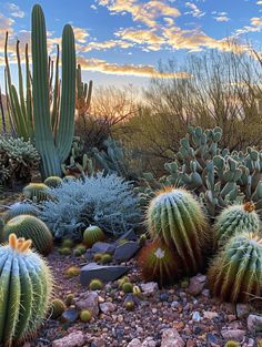 Cactus Landscaping: Serene Desert Scene at Dusk Arizona Animals, Palm Springs Garden, Worlds End, Sunset Hues, Colorful Sky