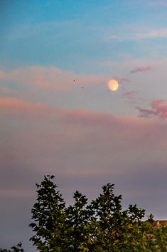 the full moon is seen behind some trees in the evening sky with pink and blue clouds