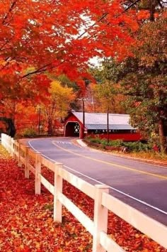 an empty road surrounded by fall leaves